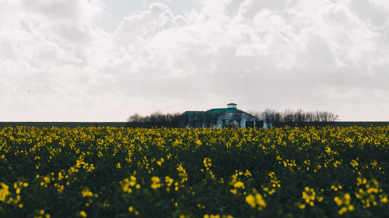 Ein blühendes Rapsfeld unter locker bewölktem Himmel, im Hintergrund ist der Dirkshof zu sehen.
