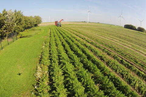 Ein satt blühendes, grünes Feld unter blauem Himmel. Im Hintergrund fährt eine Landmaschine.